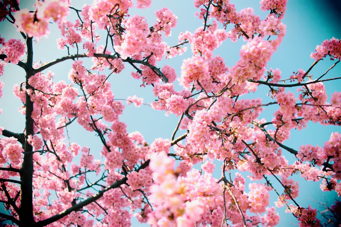 f:id:si_ku:20150304232126j:plain f:id:si_ku:20150304232126j:plain