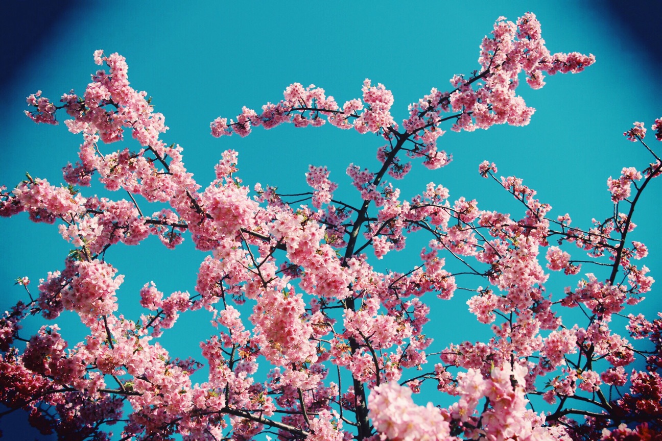f:id:si_ku:20150304232206j:plain f:id:si_ku:20150304232206j:plain