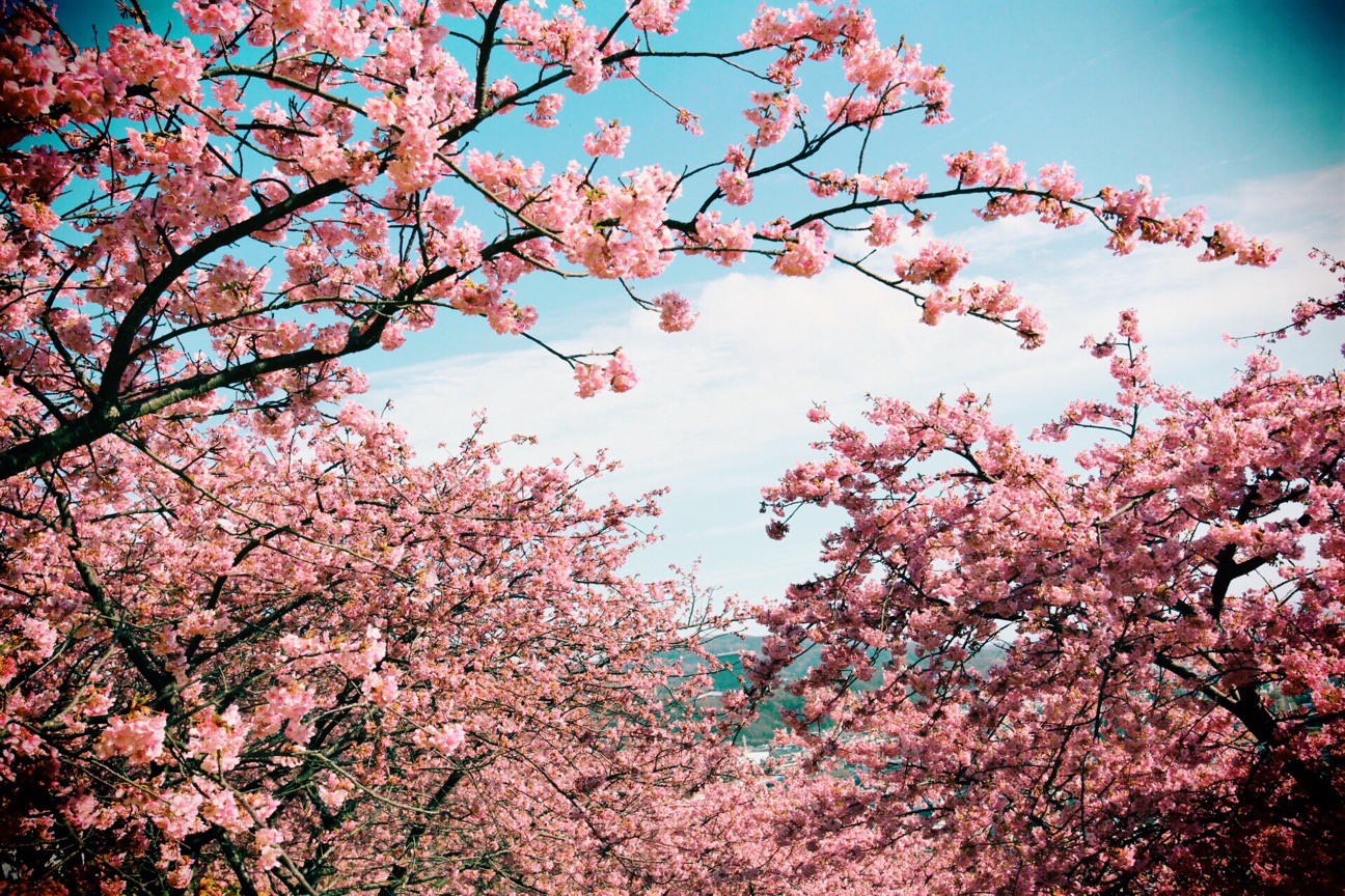 f:id:si_ku:20150304232524j:plain f:id:si_ku:20150304232524j:plain