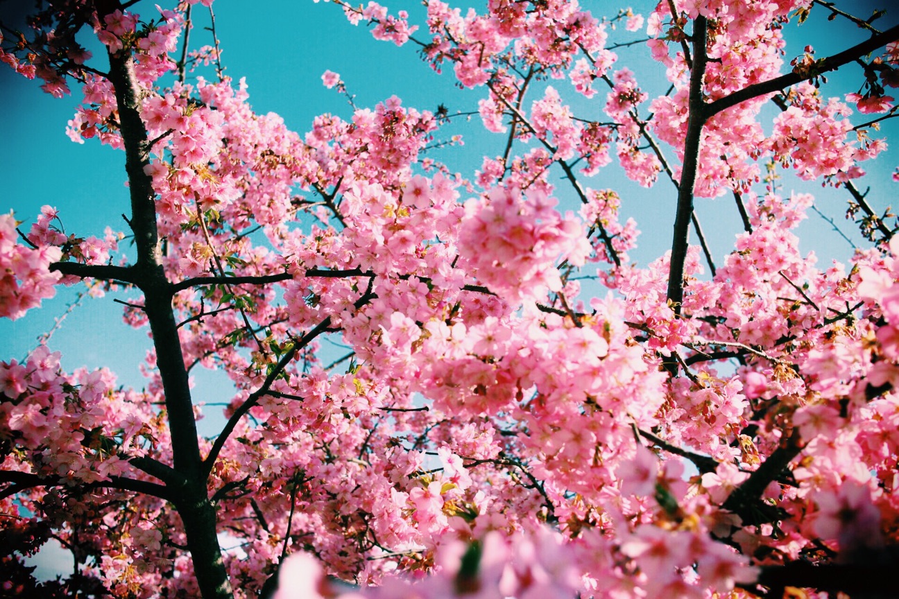 f:id:si_ku:20150304233112j:plain f:id:si_ku:20150304233112j:plain
