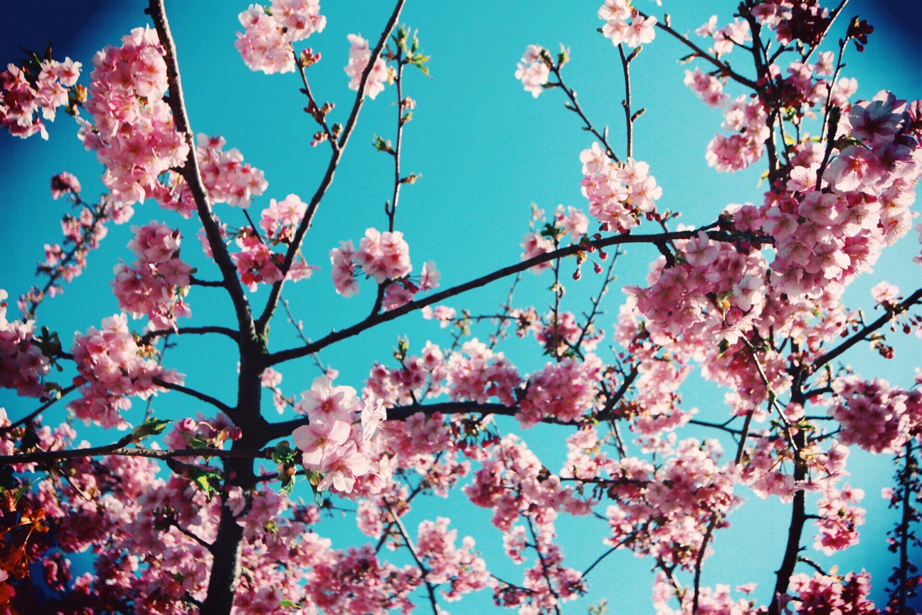 f:id:si_ku:20150304233156j:plain f:id:si_ku:20150304233156j:plain