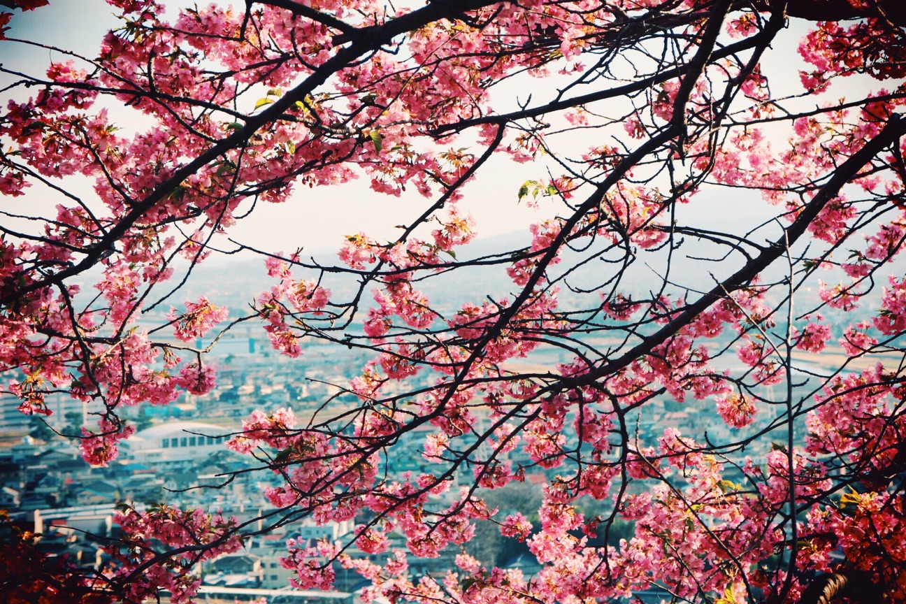 f:id:si_ku:20150304233618j:plain f:id:si_ku:20150304233618j:plain