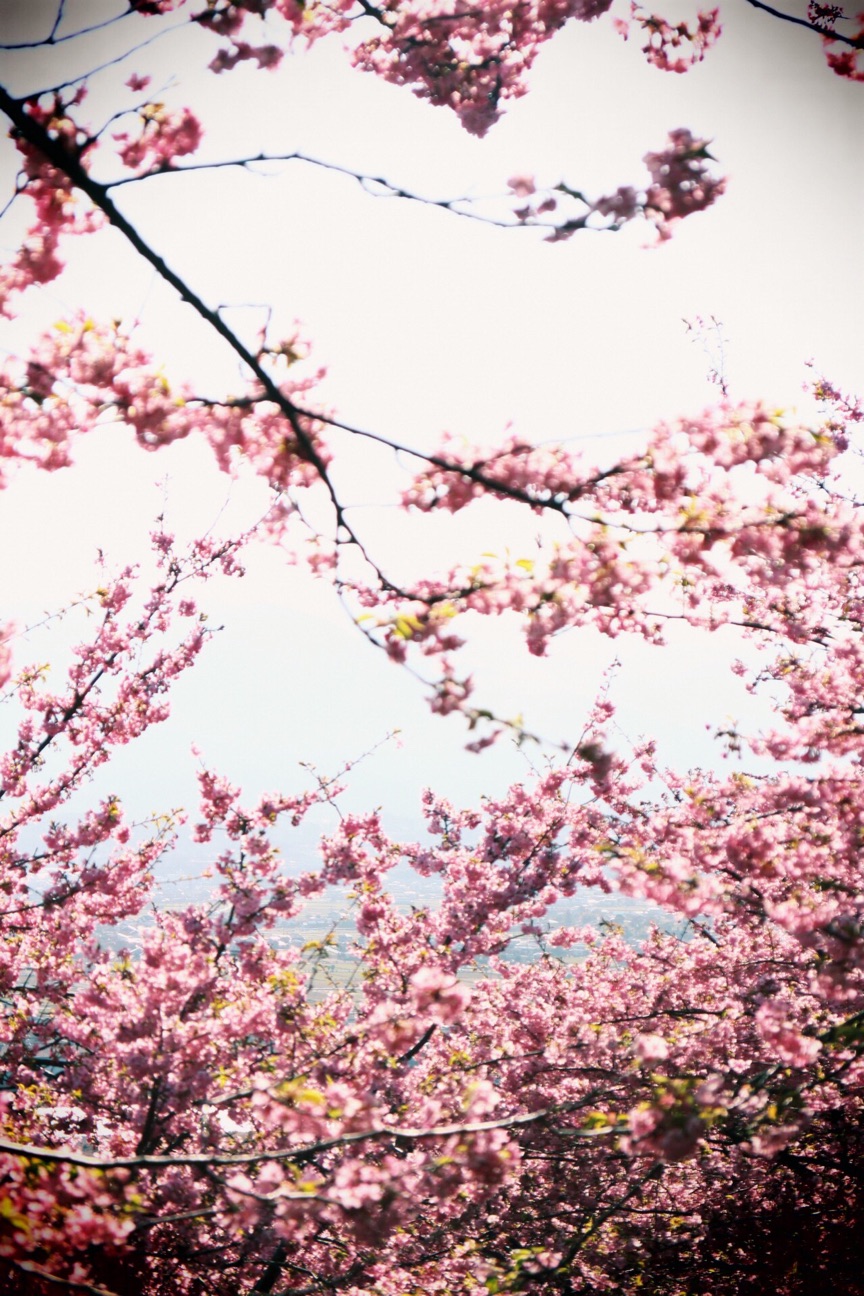 f:id:si_ku:20150304233747j:plain f:id:si_ku:20150304233747j:plain