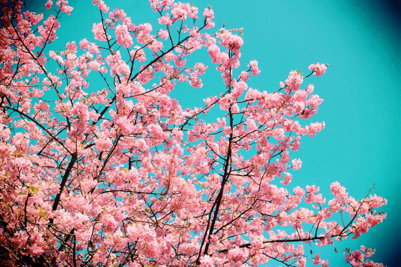 f:id:si_ku:20150304233808j:plain f:id:si_ku:20150304233808j:plain