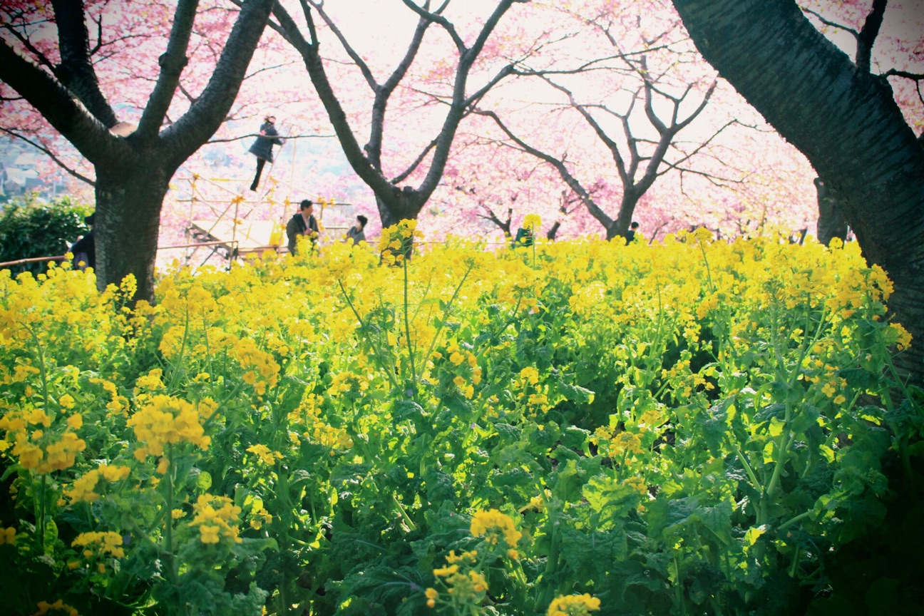 f:id:si_ku:20150304234115j:plain f:id:si_ku:20150304234115j:plain