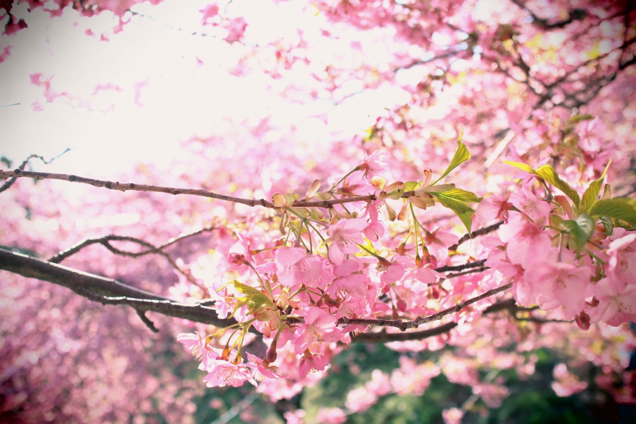 f:id:si_ku:20150304234154j:plain f:id:si_ku:20150304234154j:plain