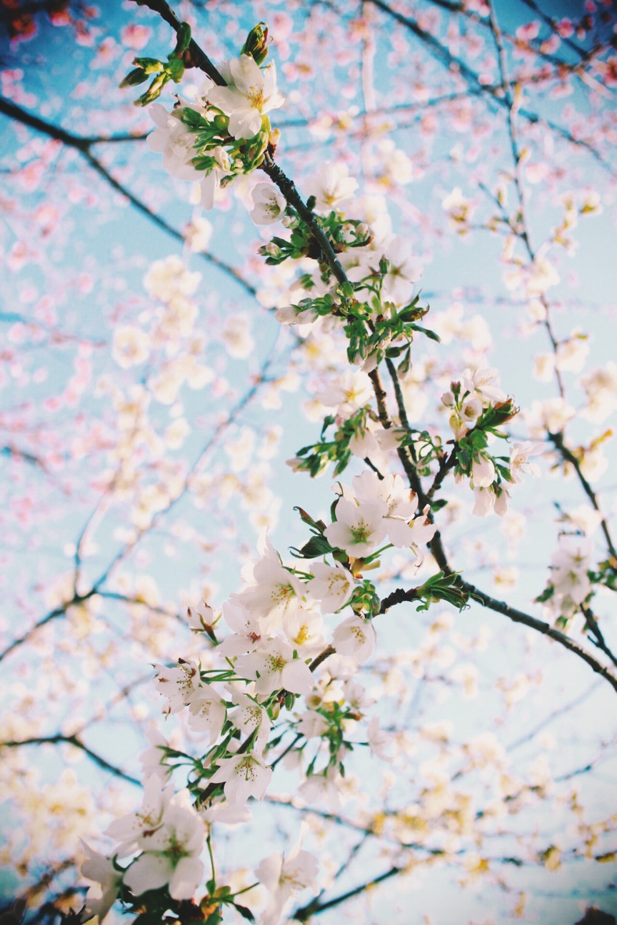 f:id:si_ku:20150304234301j:plain f:id:si_ku:20150304234301j:plain