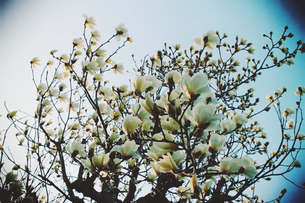 f:id:si_ku:20150315212546j:plain f:id:si_ku:20150315212546j:plain