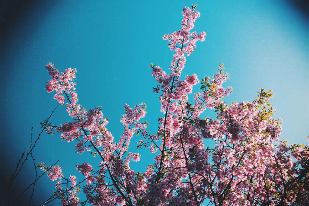 f:id:si_ku:20150317215503j:plain f:id:si_ku:20150317215503j:plain