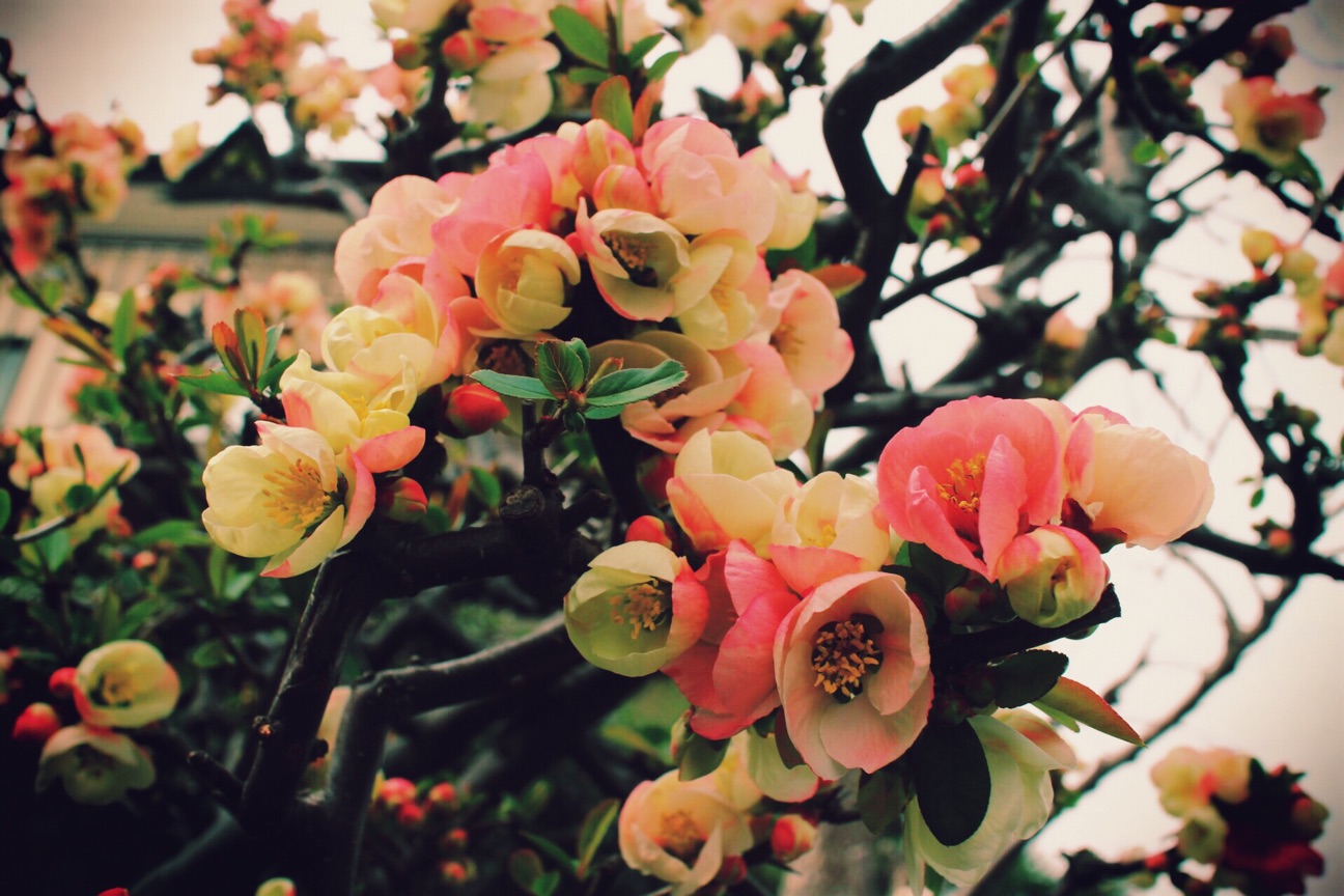 f:id:si_ku:20150319013334j:plain f:id:si_ku:20150319013334j:plain