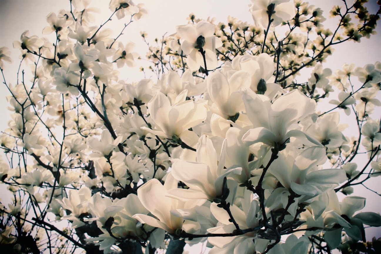f:id:si_ku:20150319013415j:plain f:id:si_ku:20150319013415j:plain