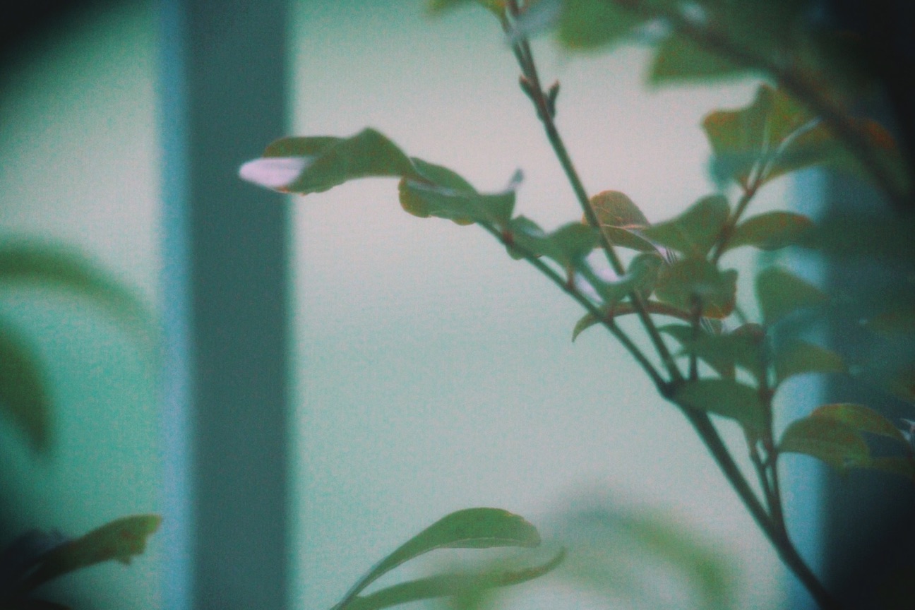 f:id:si_ku:20150320084049j:plain f:id:si_ku:20150320084049j:plain