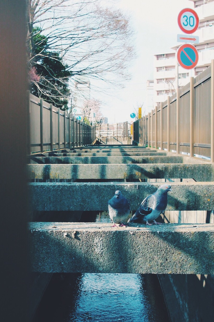 f:id:si_ku:20150330233822j:plain f:id:si_ku:20150330233822j:plain