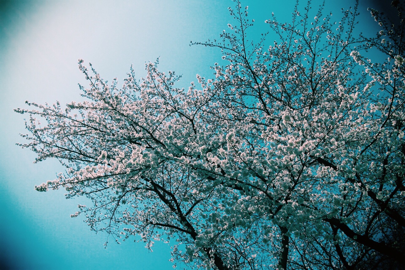f:id:si_ku:20150330234121j:plain f:id:si_ku:20150330234121j:plain