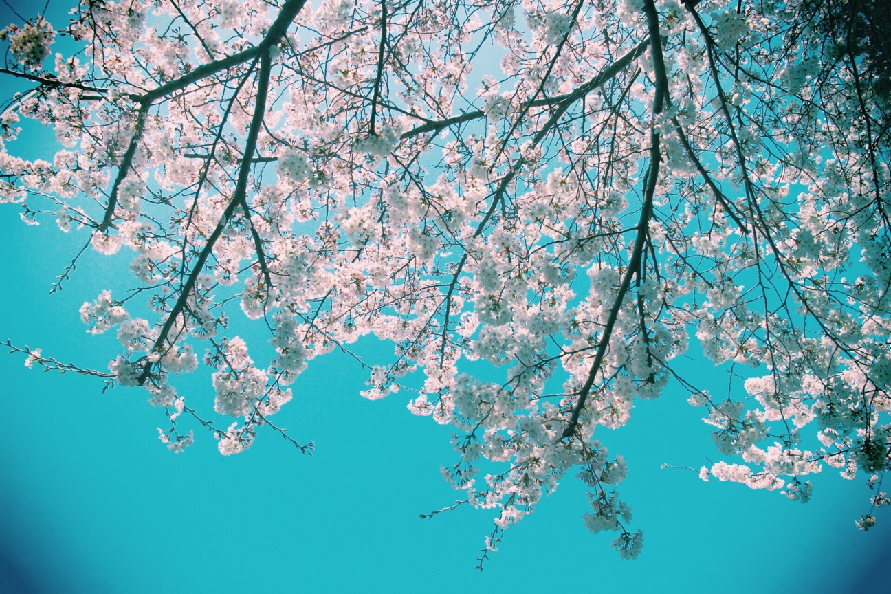 f:id:si_ku:20150330234148j:plain f:id:si_ku:20150330234148j:plain