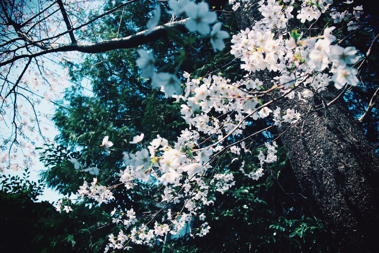 f:id:si_ku:20150330234545j:plain f:id:si_ku:20150330234545j:plain
