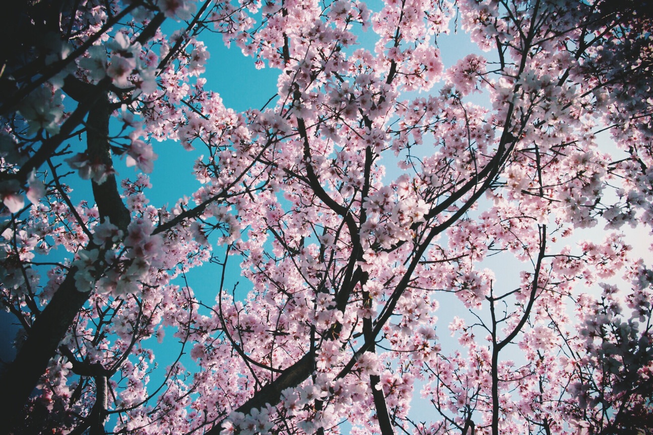 f:id:si_ku:20150331235528j:plain f:id:si_ku:20150331235528j:plain