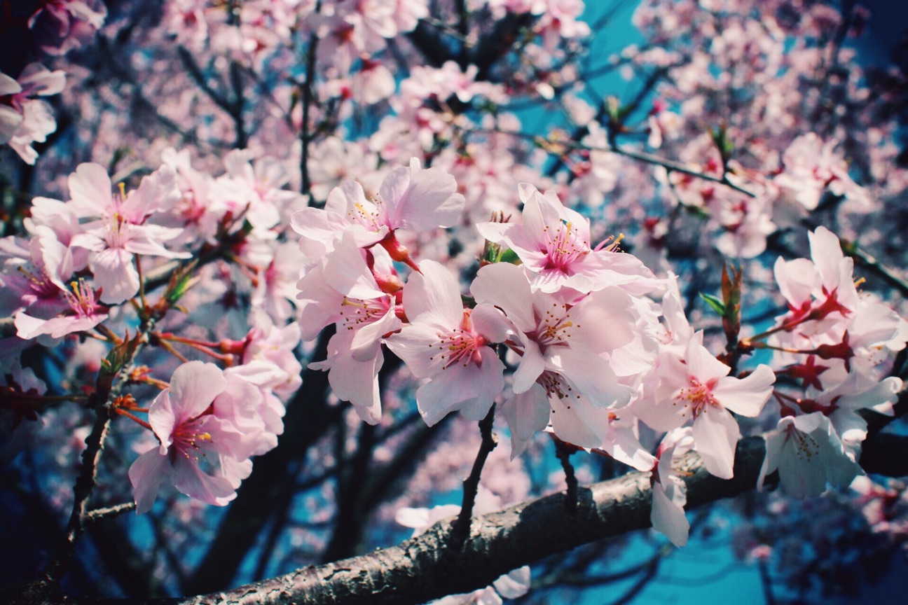 f:id:si_ku:20150331235550j:plain f:id:si_ku:20150331235550j:plain