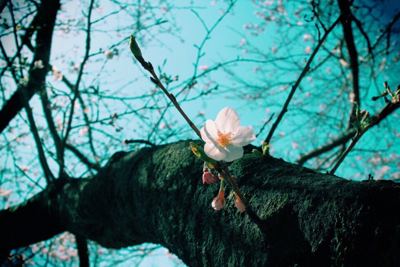 f:id:si_ku:20150331235835j:plain f:id:si_ku:20150331235835j:plain