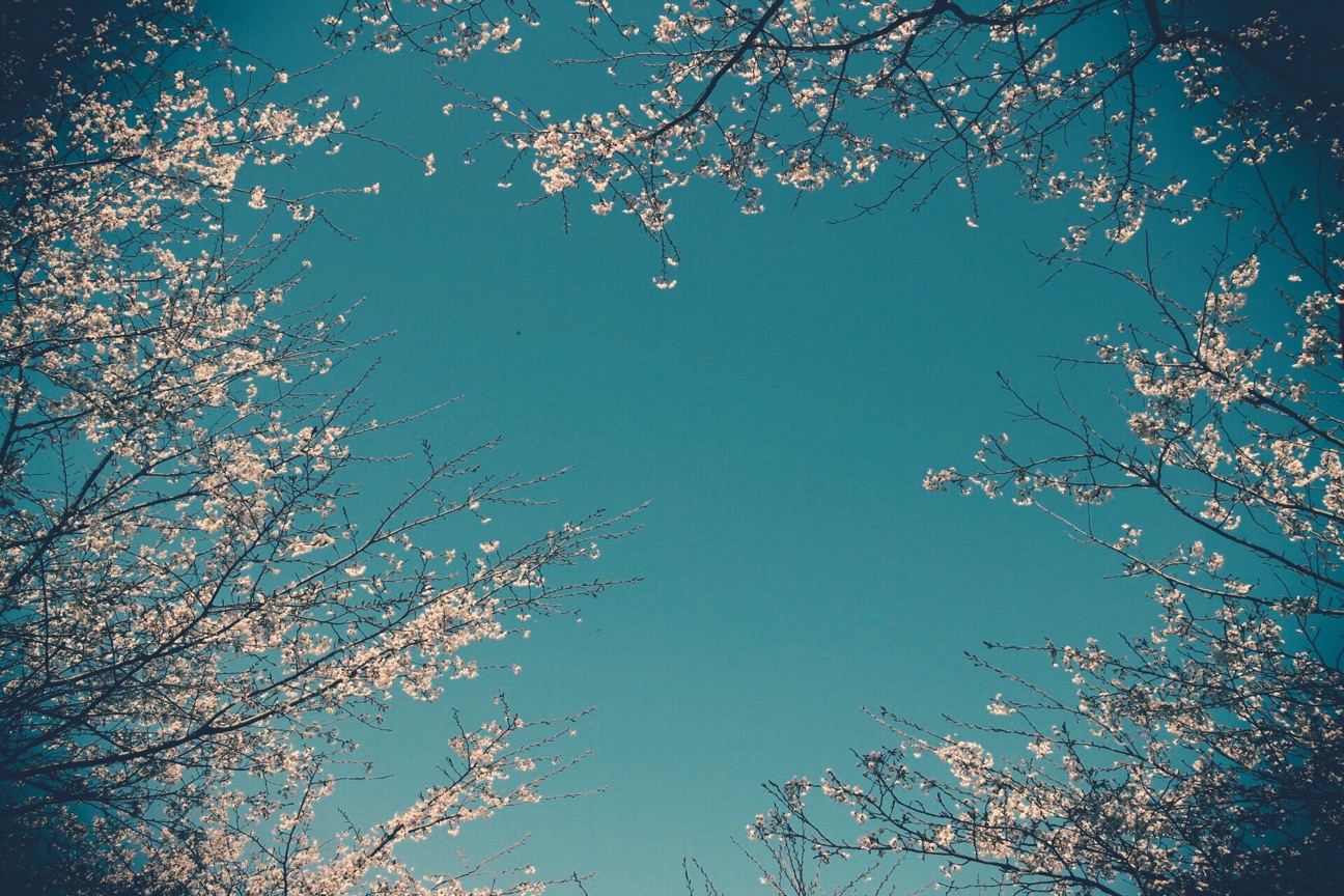 f:id:si_ku:20150401000638j:plain f:id:si_ku:20150401000638j:plain