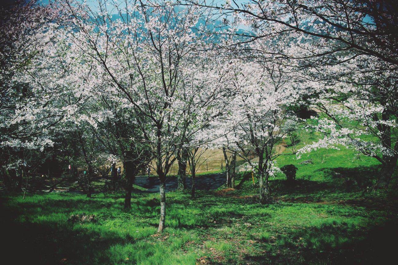 f:id:si_ku:20150401000959j:plain f:id:si_ku:20150401000959j:plain