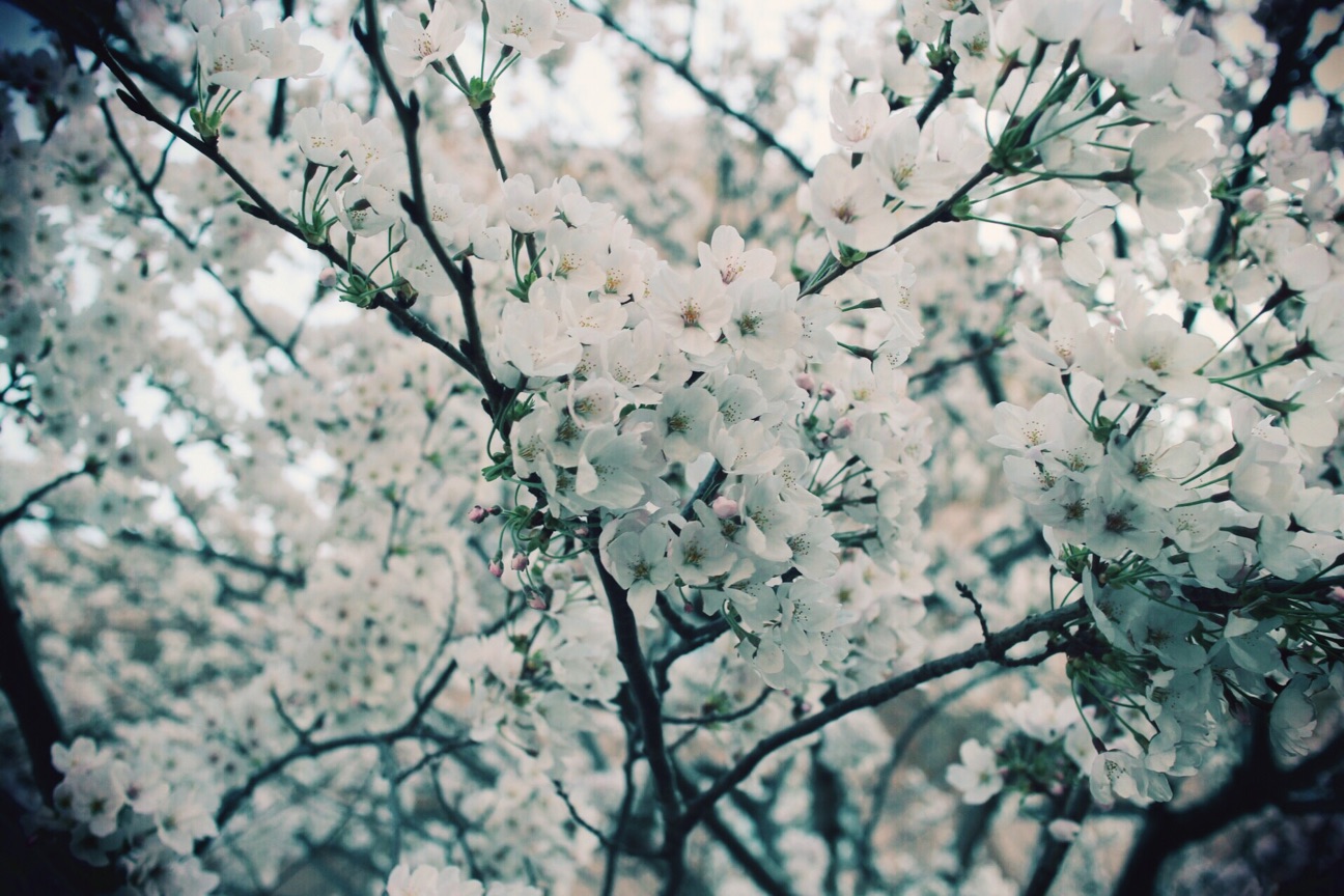 f:id:si_ku:20150401001521j:plain f:id:si_ku:20150401001521j:plain