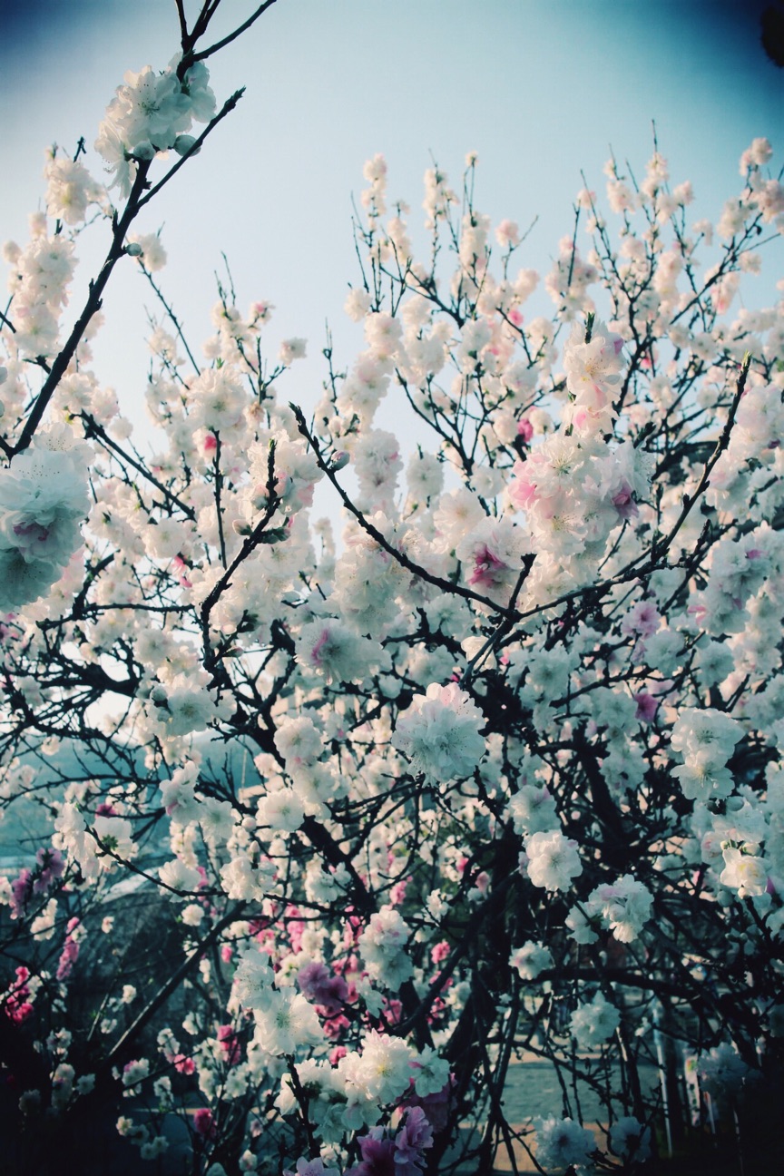 f:id:si_ku:20150401001703j:plain f:id:si_ku:20150401001703j:plain