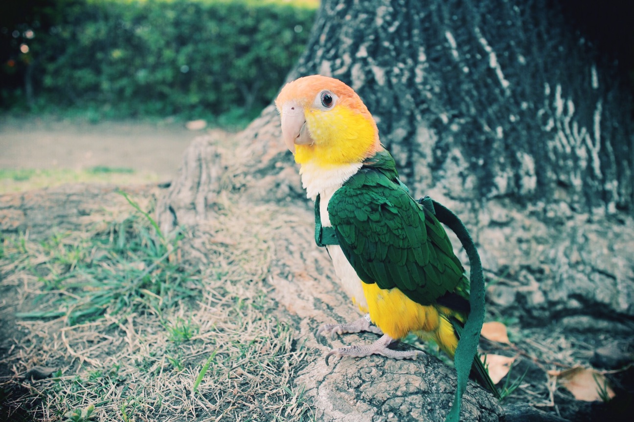 f:id:si_ku:20150401002035j:plain f:id:si_ku:20150401002035j:plain