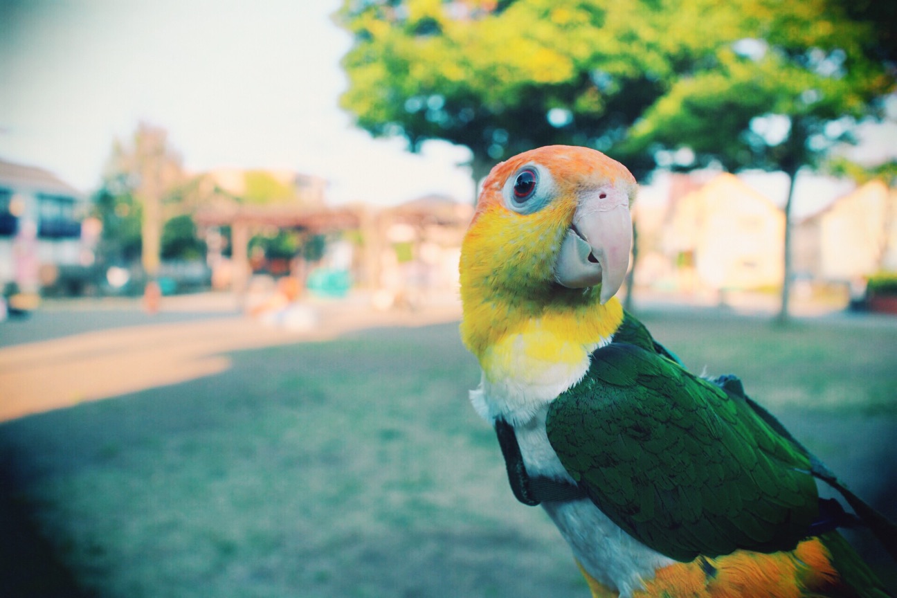 f:id:si_ku:20150401002128j:plain f:id:si_ku:20150401002128j:plain