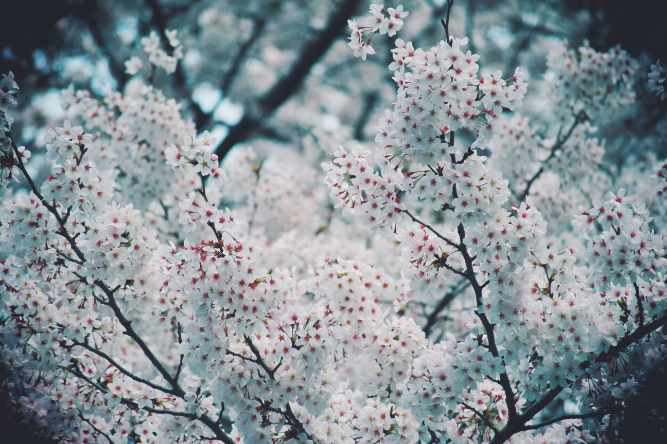 f:id:si_ku:20150402232927j:plain f:id:si_ku:20150402232927j:plain