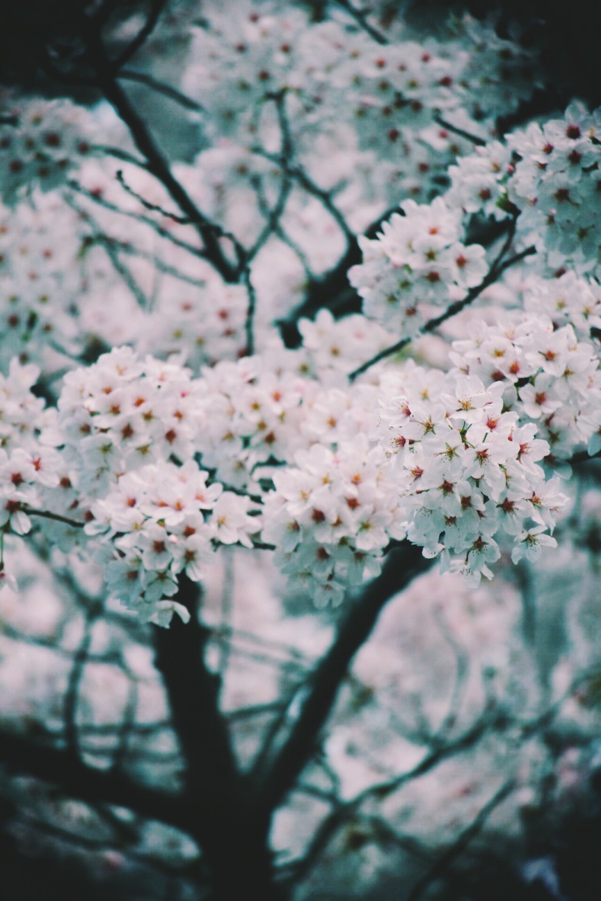 f:id:si_ku:20150402233056j:plain f:id:si_ku:20150402233056j:plain
