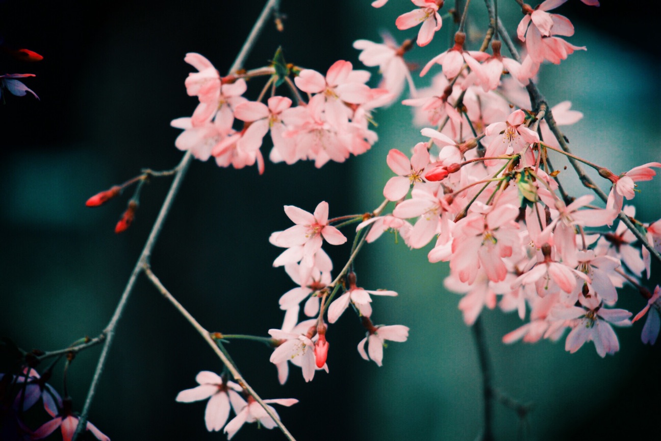 f:id:si_ku:20150402233130j:plain f:id:si_ku:20150402233130j:plain