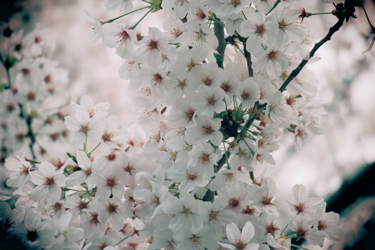 f:id:si_ku:20150402233143j:plain f:id:si_ku:20150402233143j:plain