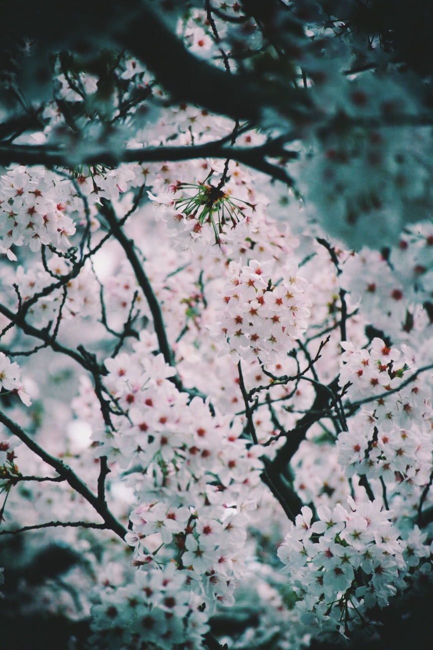 f:id:si_ku:20150402233156j:plain f:id:si_ku:20150402233156j:plain