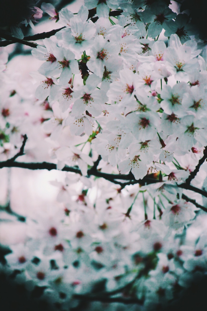 f:id:si_ku:20150402233212j:plain f:id:si_ku:20150402233212j:plain