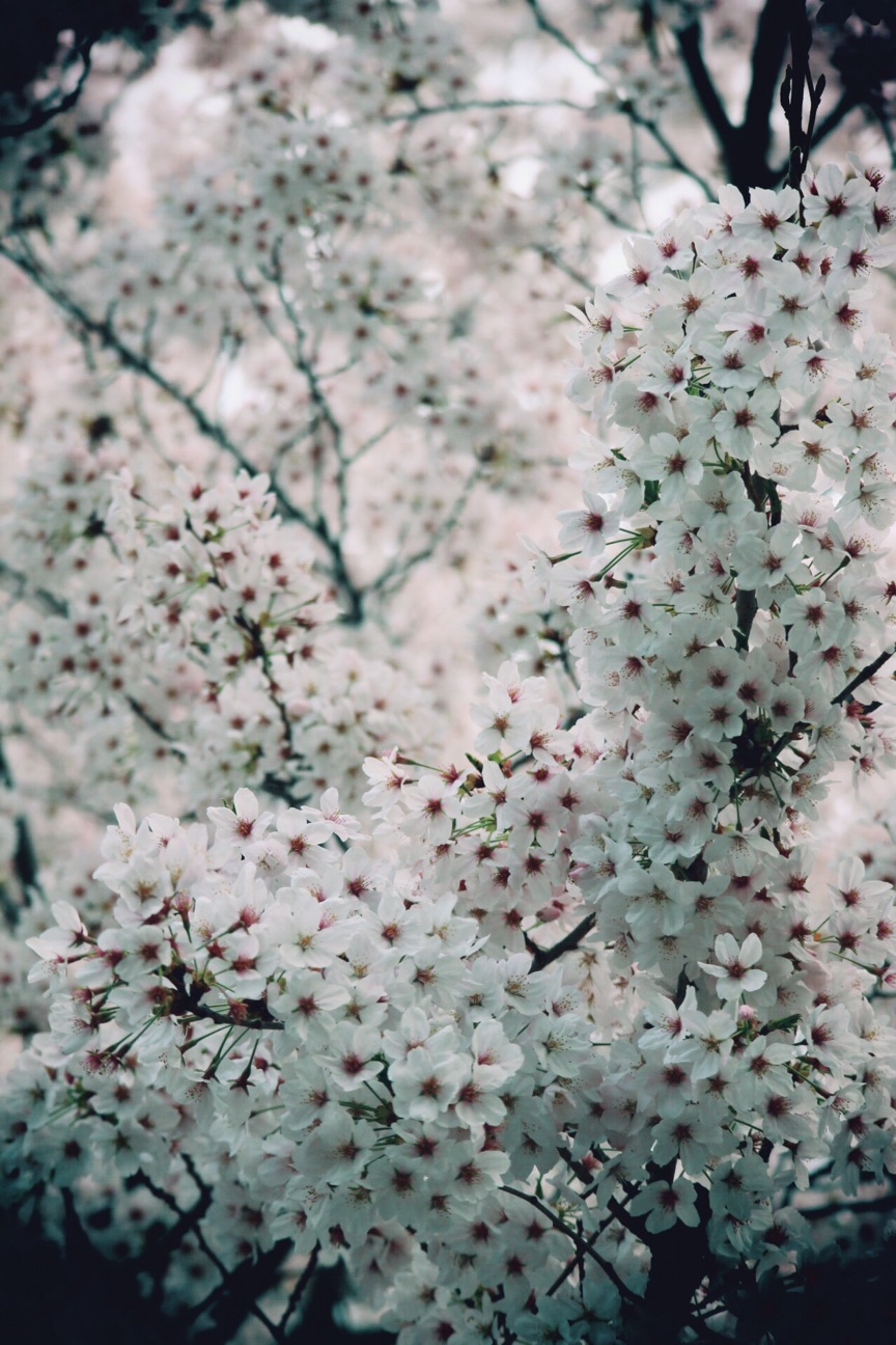 f:id:si_ku:20150402233227j:plain f:id:si_ku:20150402233227j:plain