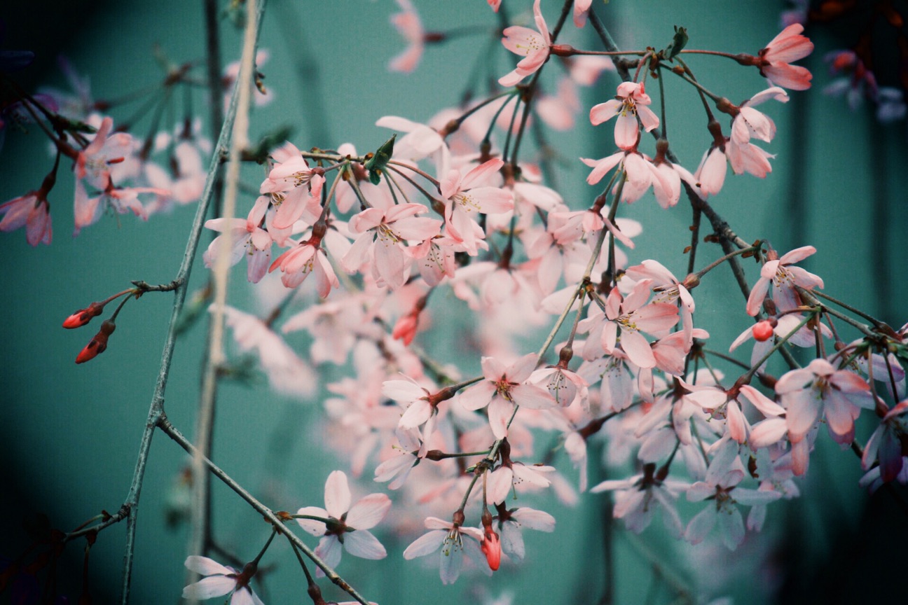 f:id:si_ku:20150402233311j:plain f:id:si_ku:20150402233311j:plain