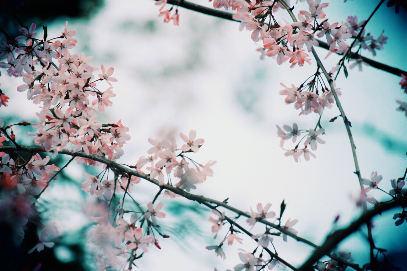 f:id:si_ku:20150402233321j:plain f:id:si_ku:20150402233321j:plain