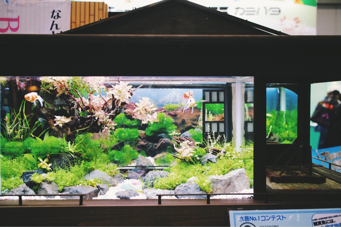 f:id:si_ku:20150406001728j:plain f:id:si_ku:20150406001728j:plain