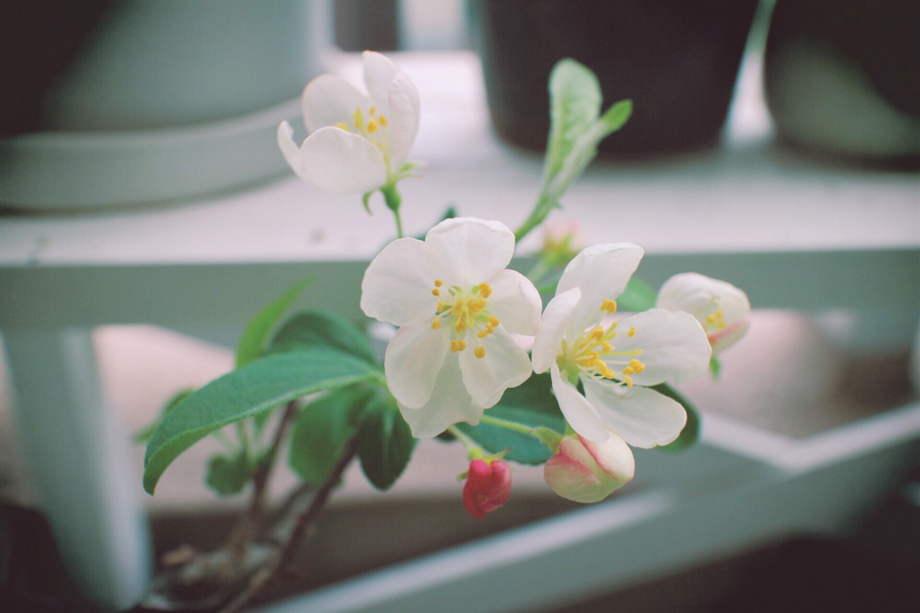 f:id:si_ku:20150408000151j:plain f:id:si_ku:20150408000151j:plain