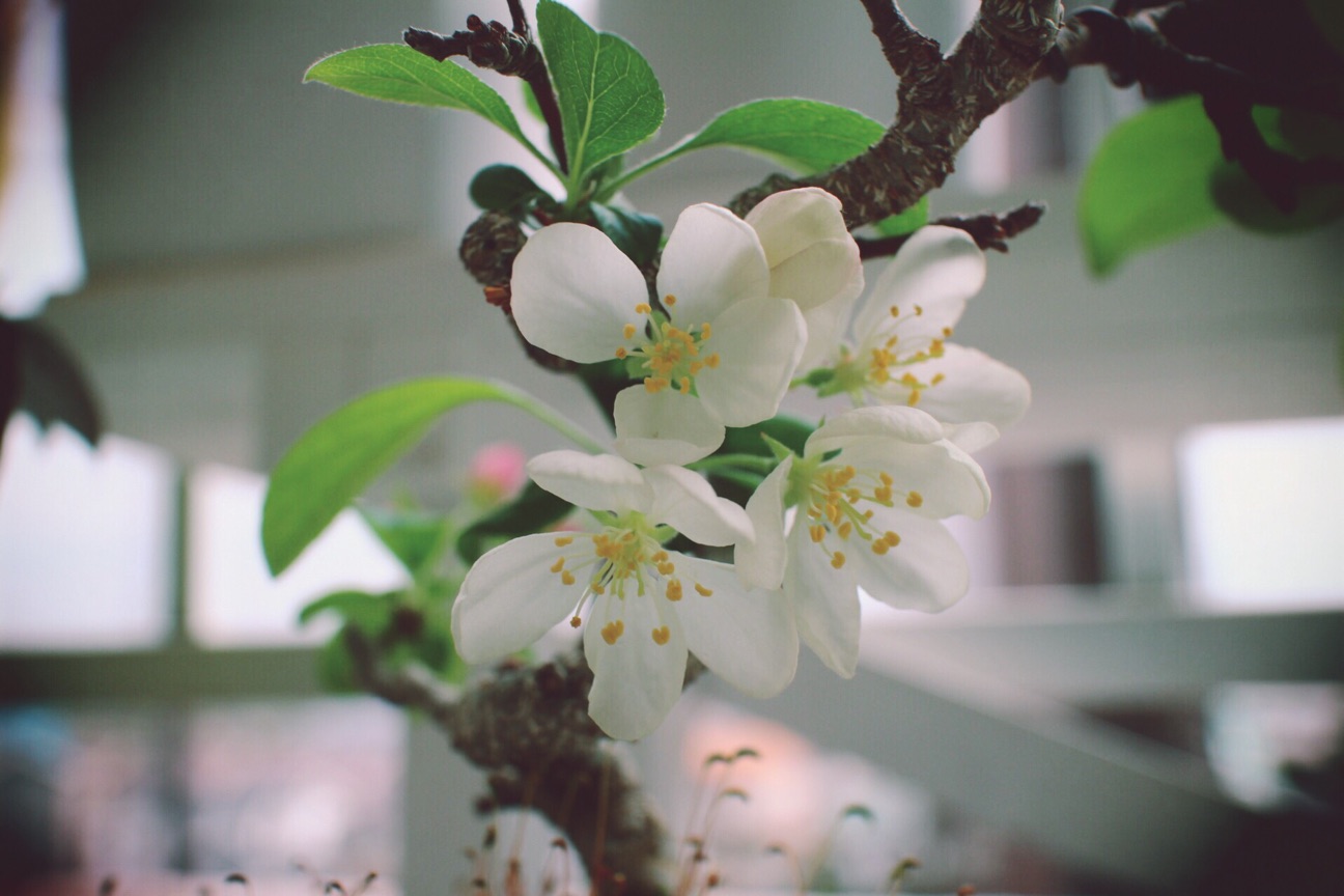 f:id:si_ku:20150408000248j:plain f:id:si_ku:20150408000248j:plain