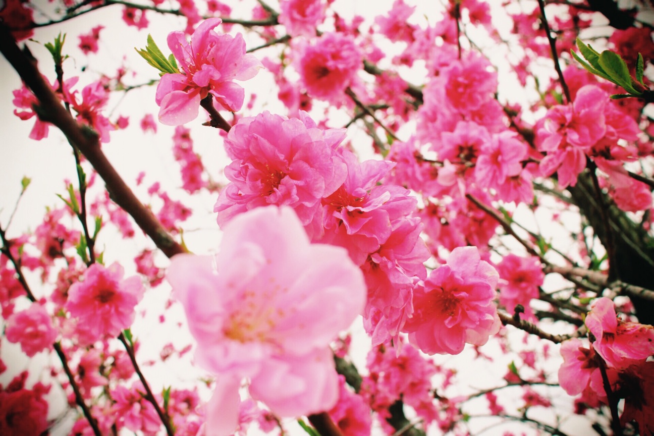 f:id:si_ku:20150412015613j:plain f:id:si_ku:20150412015613j:plain