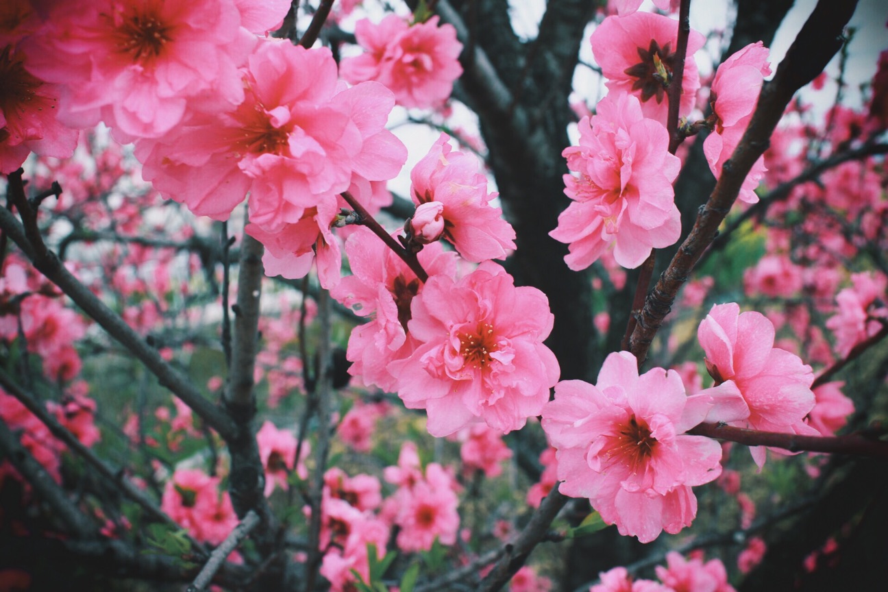 f:id:si_ku:20150412015652j:plain f:id:si_ku:20150412015652j:plain