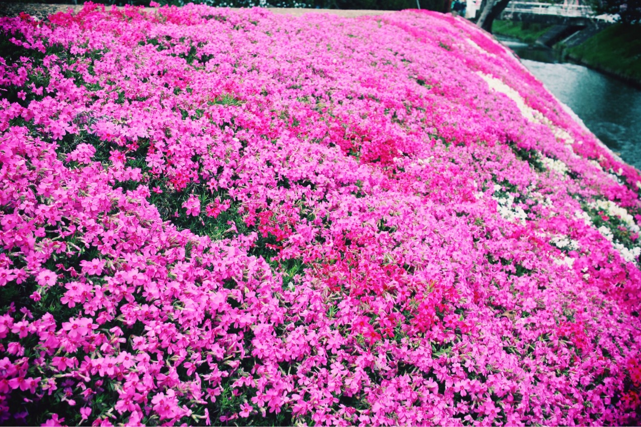 f:id:si_ku:20150412015753j:plain f:id:si_ku:20150412015753j:plain