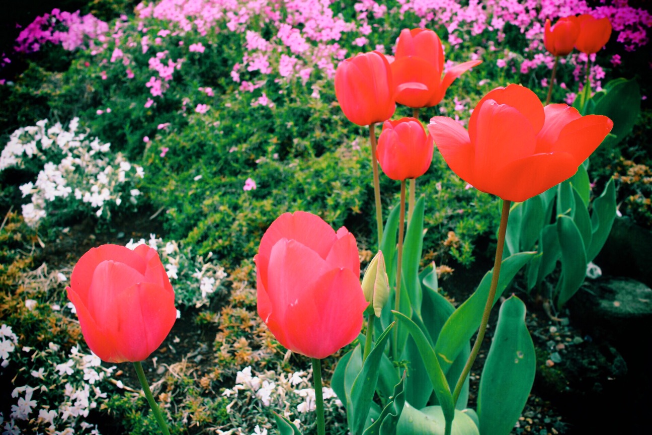 f:id:si_ku:20150412015904j:plain f:id:si_ku:20150412015904j:plain