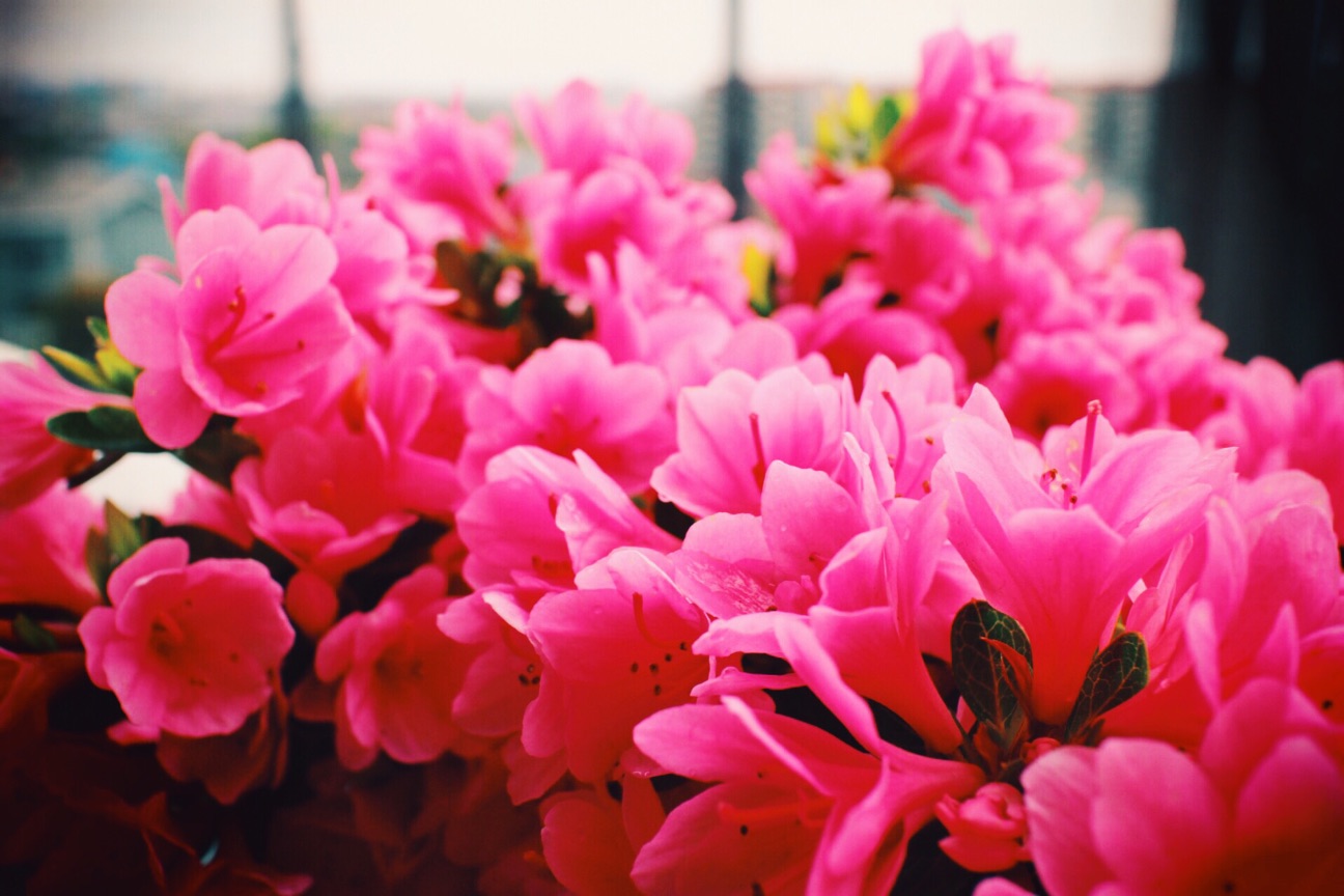 f:id:si_ku:20150412020336j:plain f:id:si_ku:20150412020336j:plain