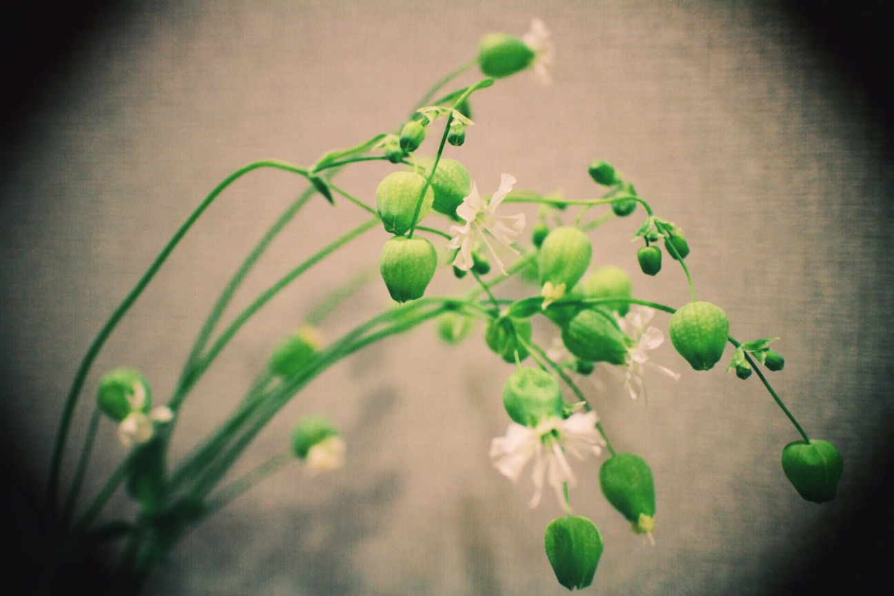 f:id:si_ku:20150415001555j:plain f:id:si_ku:20150415001555j:plain