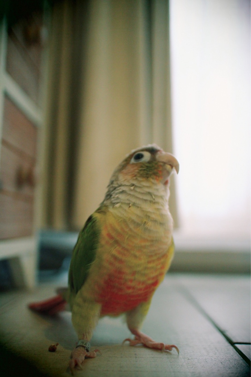 f:id:si_ku:20150416235208j:plain f:id:si_ku:20150416235208j:plain