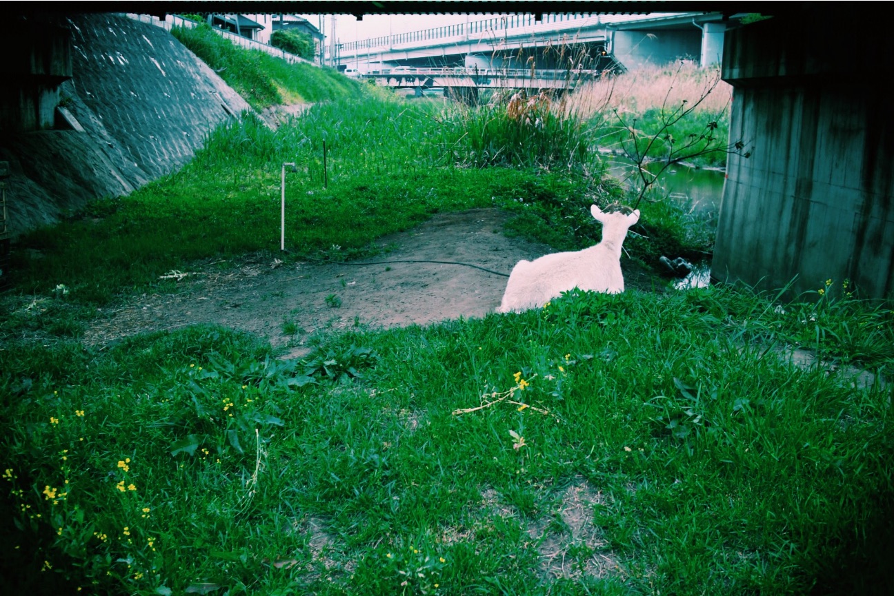 f:id:si_ku:20150428222709j:image f:id:si_ku:20150428222709j:image