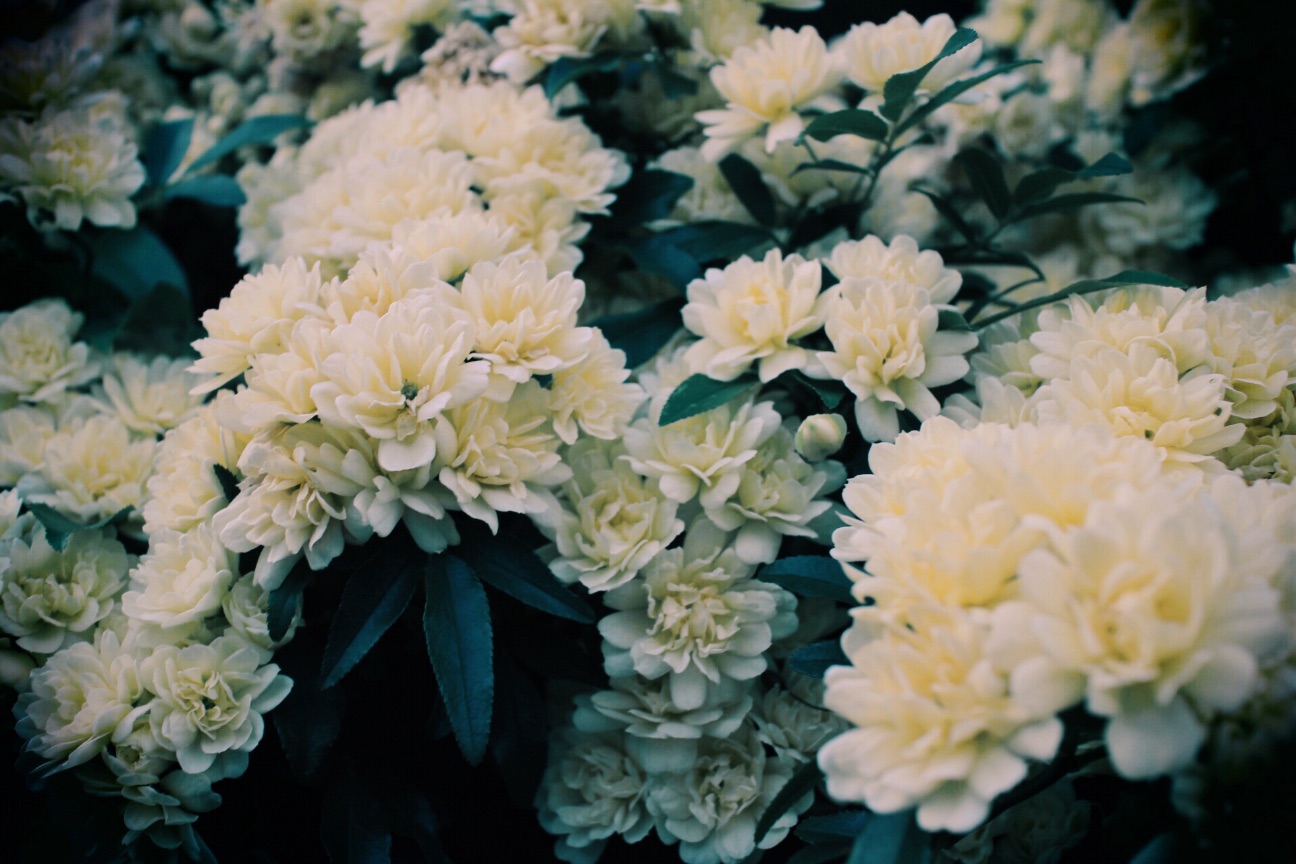 f:id:si_ku:20150501015535j:image f:id:si_ku:20150501015535j:image